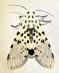 Estigmene acrea