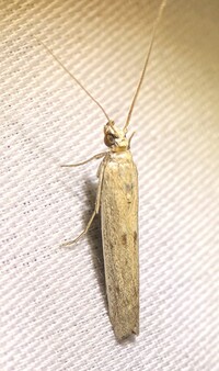 Homoeosoma electella