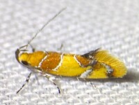 Callima argenticinctella