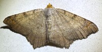 Macaria bicolorata