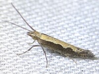 Plutella xylostella