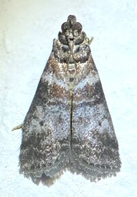 Sciota uvinella
