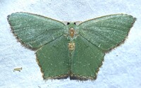 Chloropteryx tepperaria