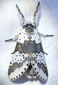 Furcula borealis