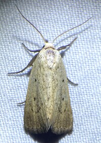 Gabara unidentified species