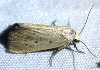 Gabara unidentified species