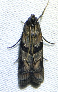 Dioryctria clarioralis