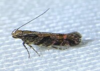 Aristotelia rubidella