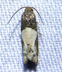 Epiblema otiosana