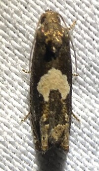 Epiblema otiosana