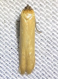 Holcocera immaculella