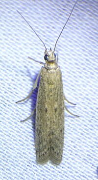Homoeosoma electella