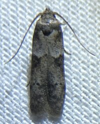 Blastobasis glandulella