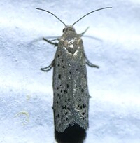 Homadaula anisocentra