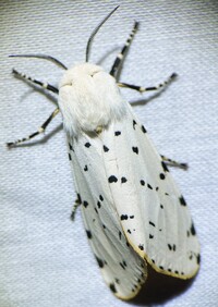 Estigmene acrea