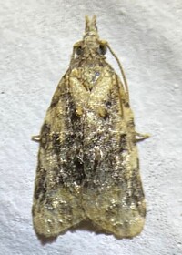 Platynota exasperatana