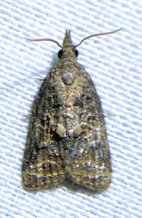 Platynota idaeusalis