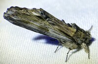 Ianassa lignicolor