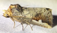 Symmerista albifrons