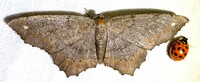 Hypagyrtis esther