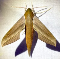 Xylophanes tersa