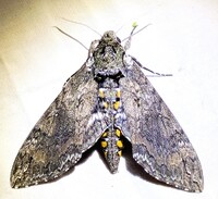 Manduca sexta