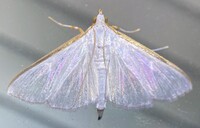 Diaphania costata