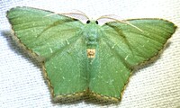Chloropteryx tepperaria