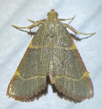 Hypsopygia binodulalis