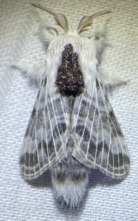 Tolype notialis