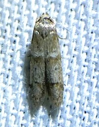 Blastobasis pulchella