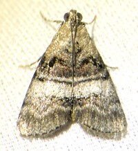 Pococera asperatella