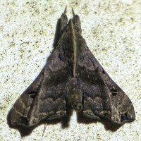 Palthis asopialis