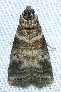 Sciota uvinella