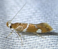 Promalactis suzukiella