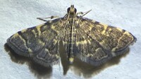Anageshna primordialis
