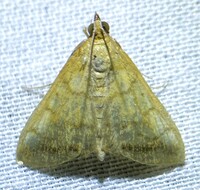 Hahncappsia unidentified species