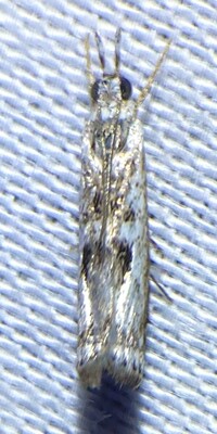 Microcrambus minor