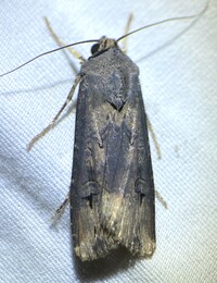 Agrotis ipsilon