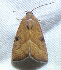 Galgula partita