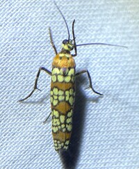 Atteva aurea