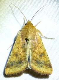 Helicoverpa zea