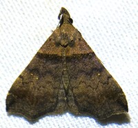 Lascoria ambigualis