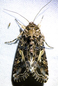 Spodoptera ornithogalli