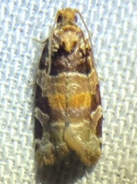 Argyrotaenia kimballi