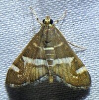 Spoladea recurvalis
