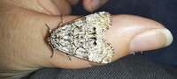 Charadra deridens