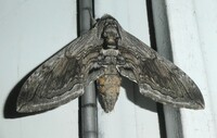 Manduca quinquemaculatus