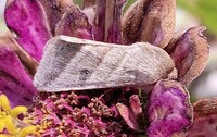 Chloridea virescens