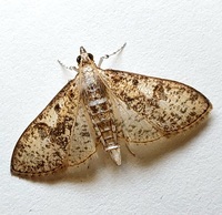 Palpita unidentified species